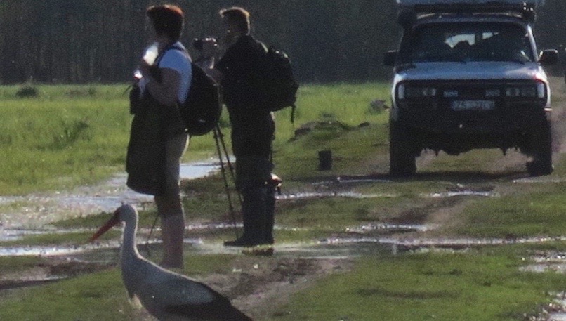 Ein Spaziergang entlang der Biebrza