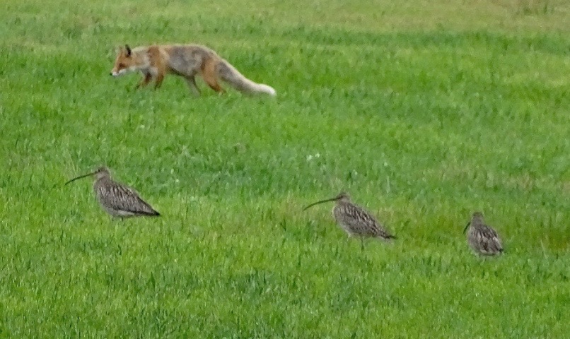Der Fuchs ist allgegenwärtig im Leben der Grossen Brachvögel