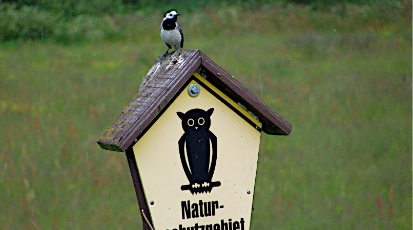 Bachstelze und Naturschutzgebietschild