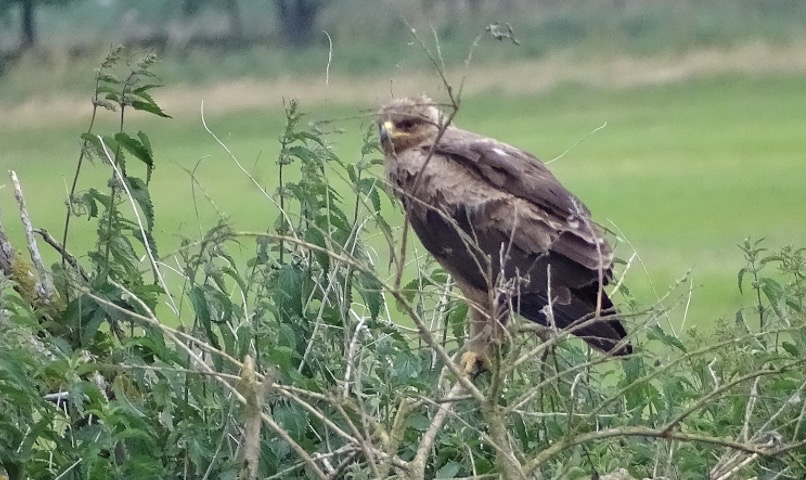 Schreiadler beobachtet im Naturpark "Am Stettiner Haff"