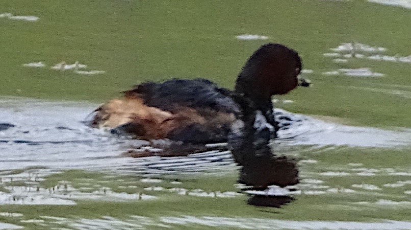 Zwergtaucher