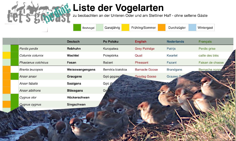 Liste der Vogelarten im Oderdelta