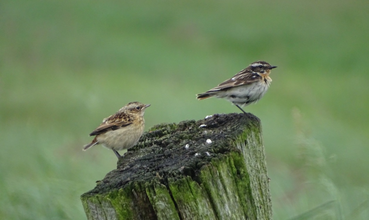 Braunkehlchen