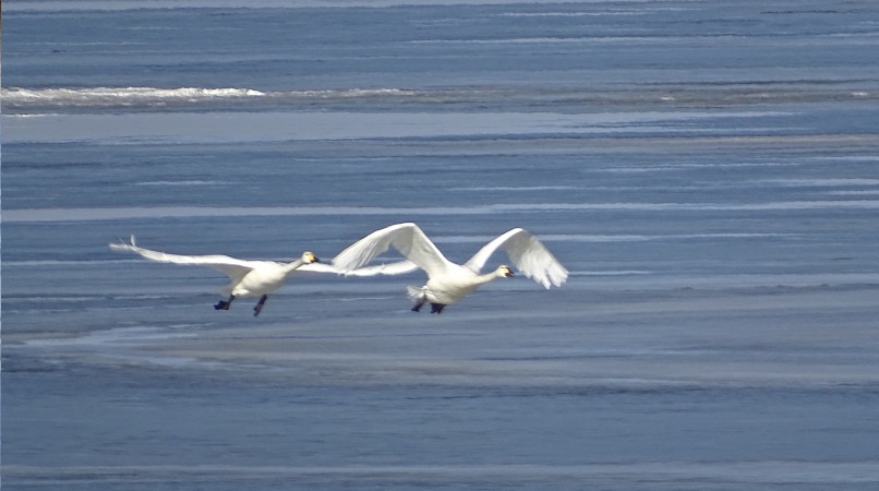 Birdingtouren sind auch im Winter interessant - Singschwäne auf dem zugefrorenen Stettiner Haff
