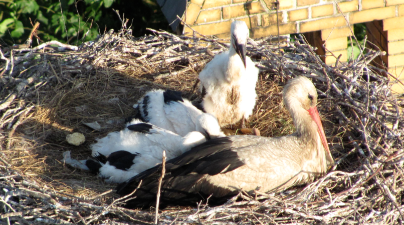 Blick in ein Storchennest