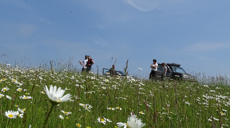 Eine Blumenwiese in Westpolen