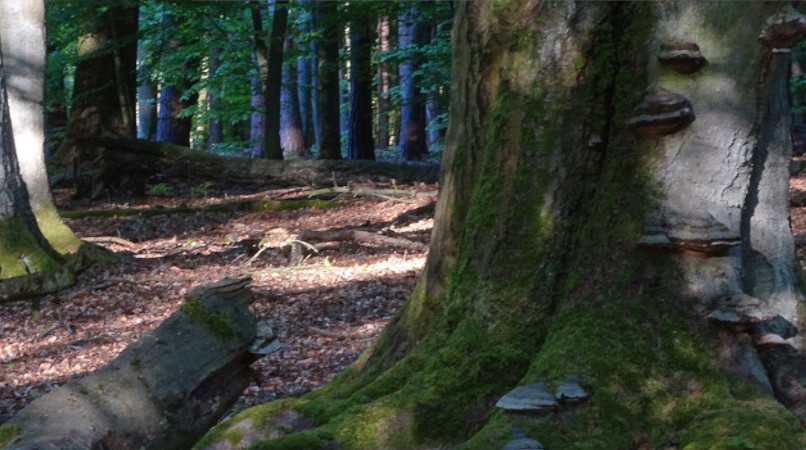Szenerie im Buchenwald