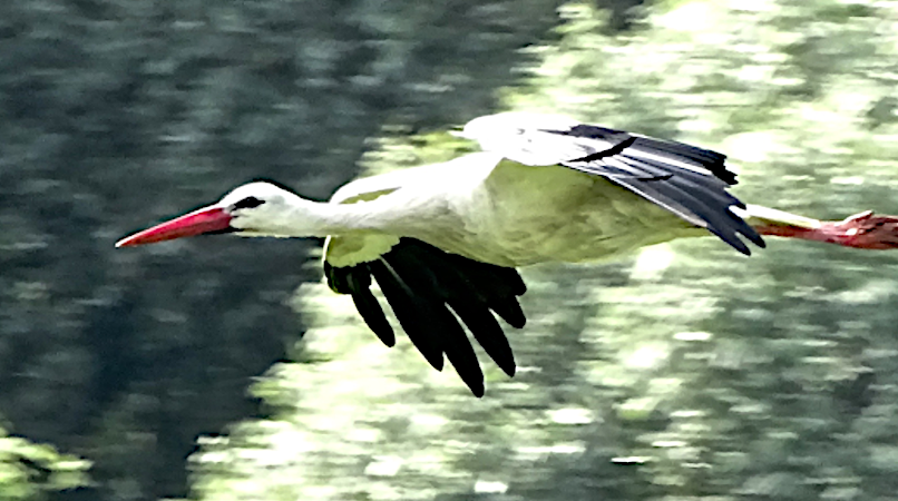 Fliegender Weissstorch