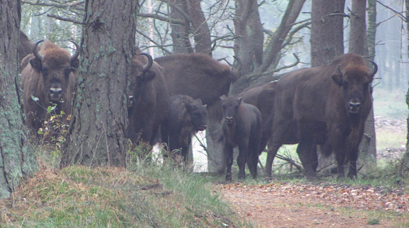 Begenung mit Wisenten im westpolnischen Wald